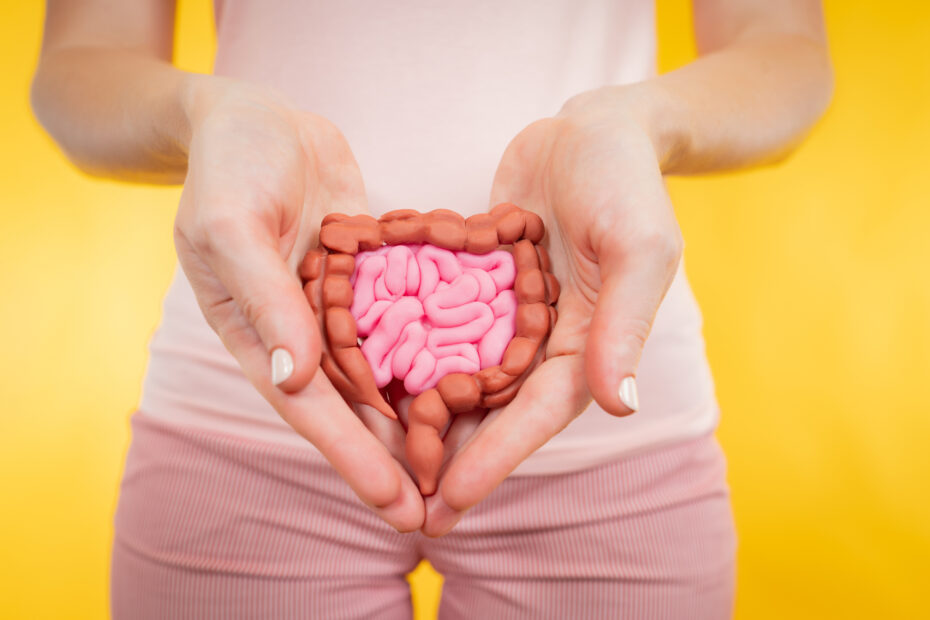 Model of gastrointestinal tract. Concept of health of human digestive system. Women’s hands with model of intestine. Care for health of human stomach. Girl with intestines on yellow background.